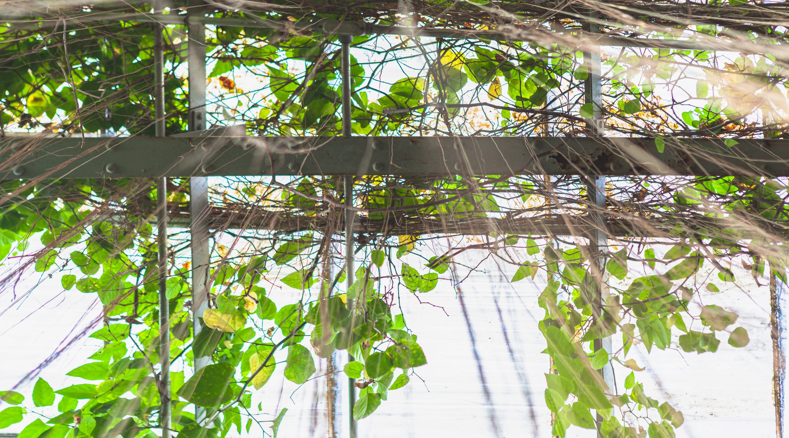 Cincinnati's Krohn Conservatory – A Complete and Comprehensive Guide! -  Lost In Cincinnati