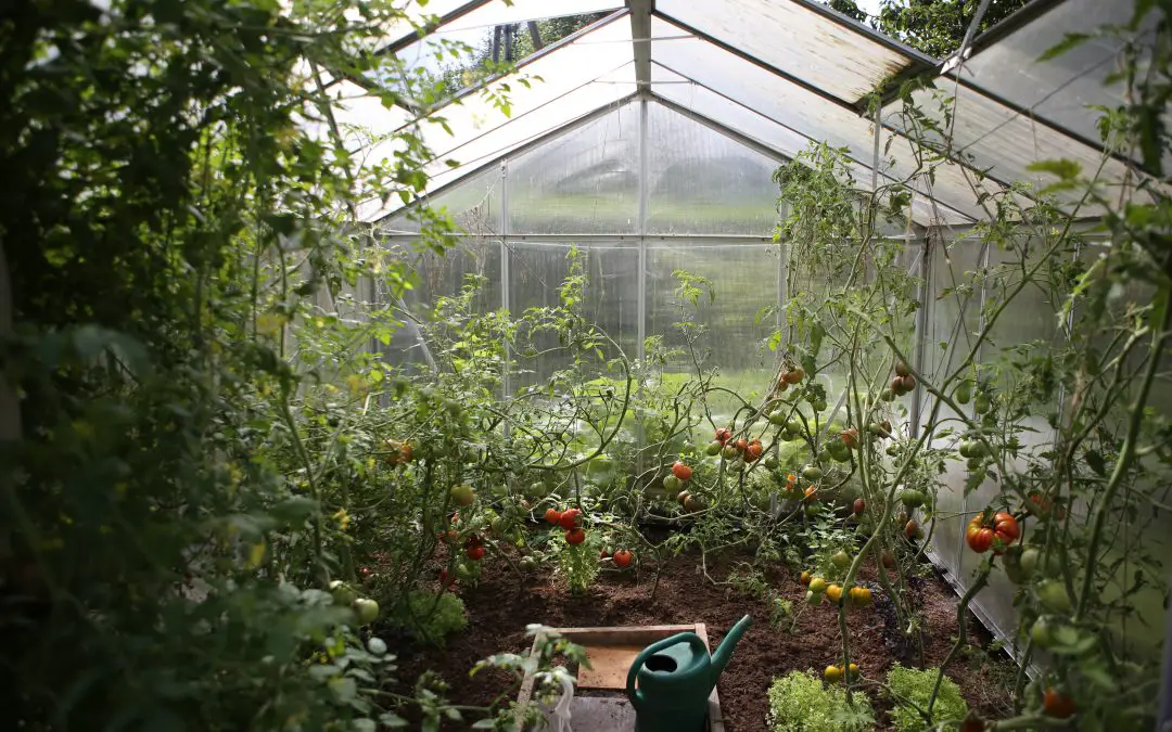 Plant Lovers – 7 Greenhouses in Cincinnati!