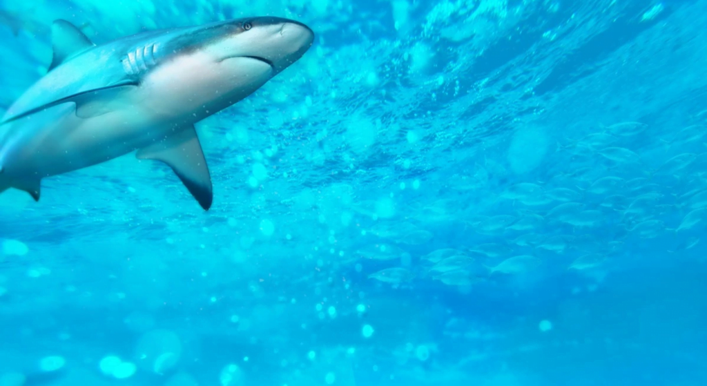 Dive into Wonder: Exploring the Wonders of Newport Aquarium - Photo Source